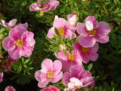 Mochna křovitá 'Bella Rosa'