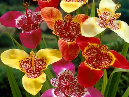 Tygřice paví - mix