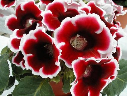 Gloxínie 'Kaiser Friedrich'