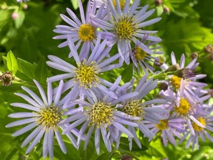Hvězdnice 'Asran' - Aster ageratoides 'Asran'