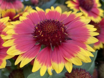 Kokarda osinat� �Guapa Flamenco Bicolour� - Gaillardia aristata �Guapa Flamenco Bicolour� (Balen� kontejner p11)