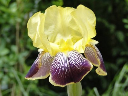 Iris Nibelungen (2)