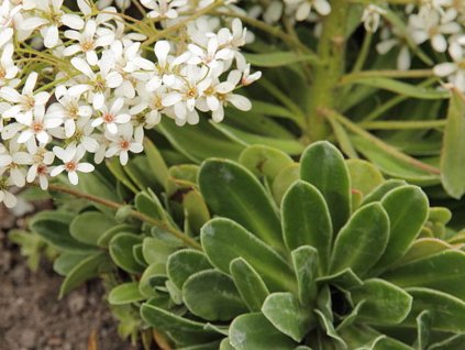 cotyledon