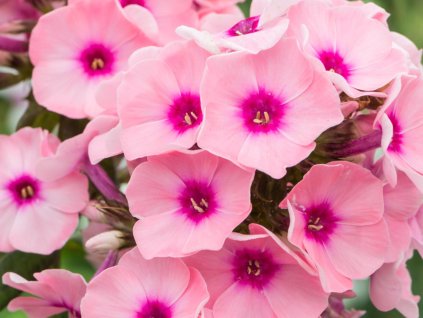 plam�nka pink