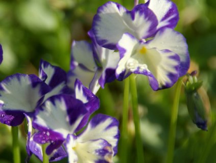 Fialka 'Rebecca Cawthorne' - Viola 'Rebecca Cawthorne'