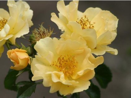 Růže 'Coloma®' (Balení prostokořenná sazenice)