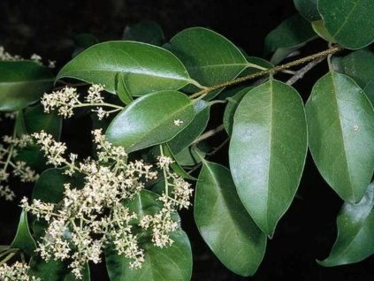 lucidum
