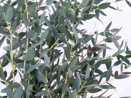 parvifolia