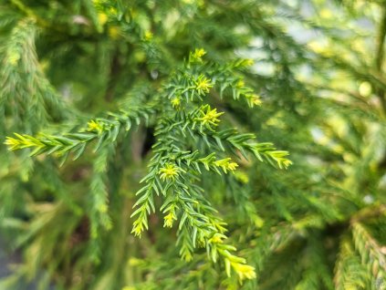 Cryptomeria japonica 'Barabits Gold' (2)