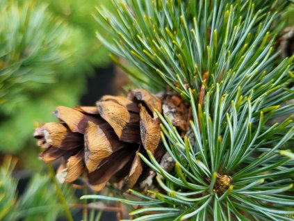 Pinus parviflora 'Glauca Elegans' (1)