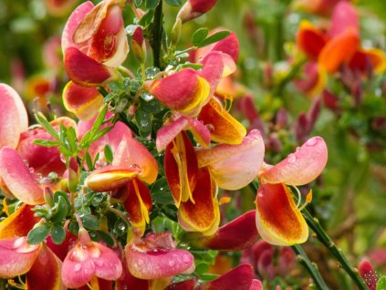 Cytisus Maria Brukwood