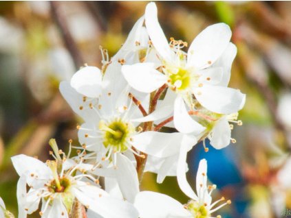 Amelanchier lamarck�v kopie