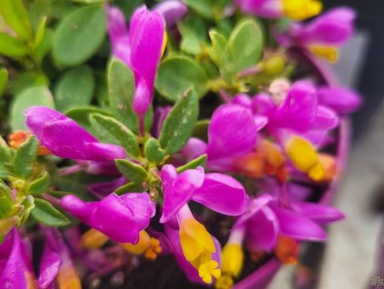 Vítod 'Purple Passion'