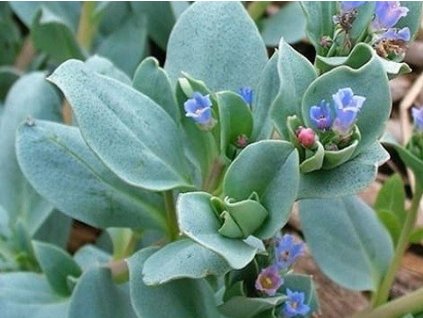 maritima