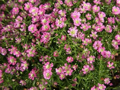 Šater zední 'Gypsy Pink' - Gypsophila muralis 'Gypsy Pink'