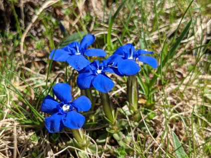 Gentiana verna ssp. verna
