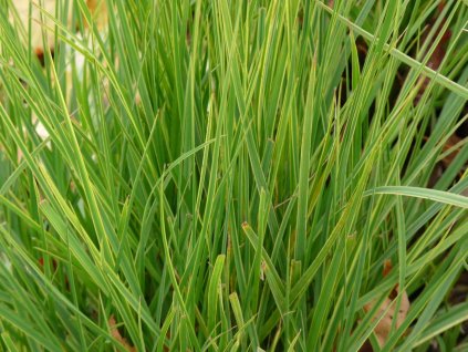 everlime