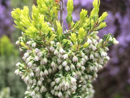 Erica arborea Alberts Gold