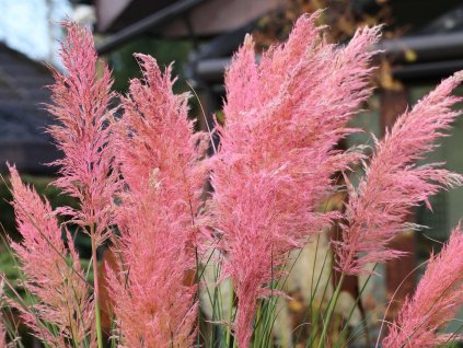 Cortaderia selloana Pink Feather Blueten