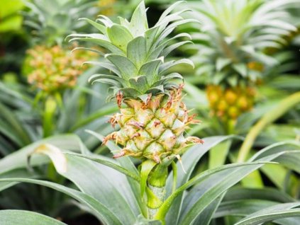 114619 ananas mi amigo