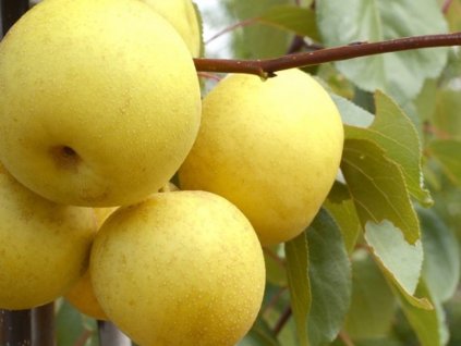 Asijská hrušeň 'Nijiseiki'- kontejner
