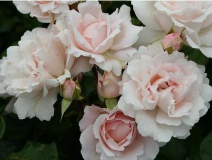 Růže 'Constanze Mozart®' (Balení kontejner C2)