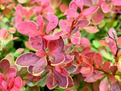 Berberis Orange Alf