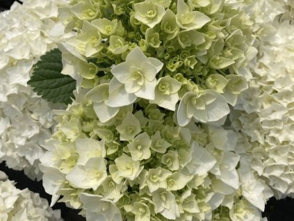 hydrangea macrophylla florencia h220912 (4) 2005 p