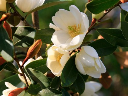 Michelie 'Fairy Magnolia Honey Velvet'