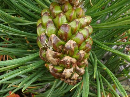 pinus uncinata