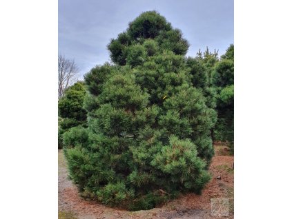 pinus nigra 3