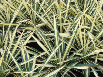 Juka vláknitá 'Gold Heart' - Yucca filamentosa 'Gold Heart'