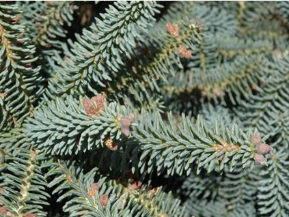 Jedle Spanelska Glauca (španělská Glauca, Jedle španělská, španělské Glauca, Jedle španělská Glauca) Jedle Spanelska Glauca