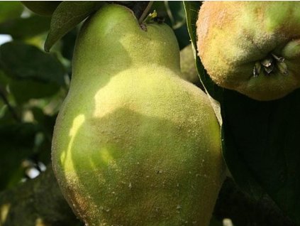 Kdouloň obecná 'Lescovac'- kontejner