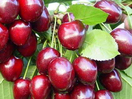 Třešeň 'Kordia'- kontejner