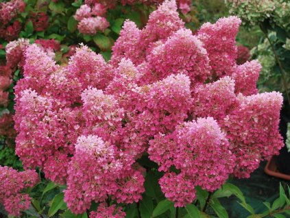 Hortenzie latnatá 'Petite Flori'