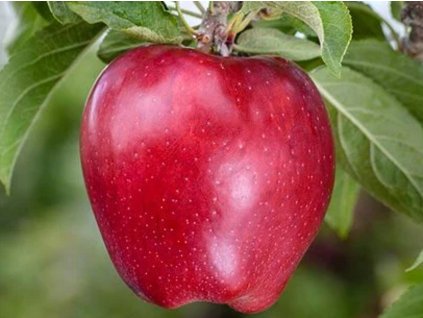Jabloň 'Red Spur Delicious'