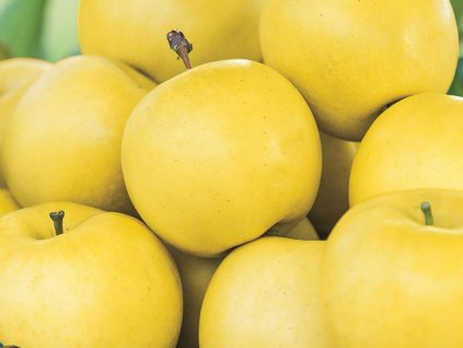 Jabloň 'Golden Yellow Spur'