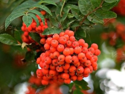 edulis