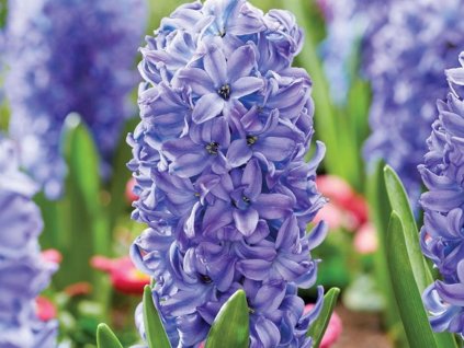 Hyacint 'Aqua' (Balení cibule 14/15 - 5 ks)