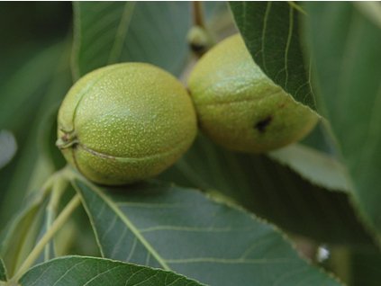 ovata3