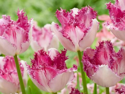 Tulip�n �Eyelash�