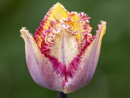Tulip�n �Colour Fusion�