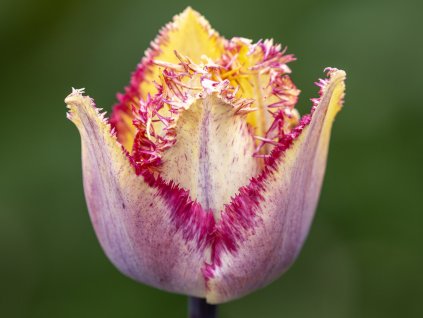 Tulipán ´Colour Fusion´