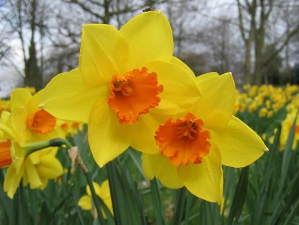 Narcissus (Daffodil
