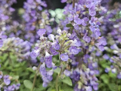 Šanta zkřížená 'Purrsian Blue'PBR - Nepeta x faassenii 'Purrsian Blue'PBR