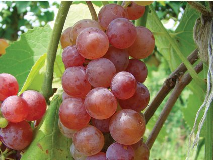 Réva vinná 'Somerset Seedless'