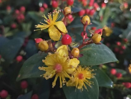 116974 3 trezalka nevonna red berry