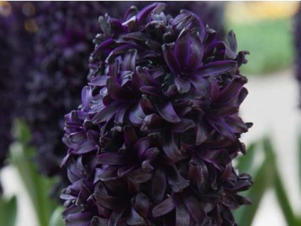 Hyacint 'Midnight Sky' (Balení cibule 17/18 - 5 ks)
