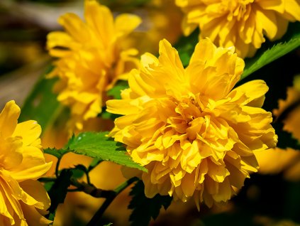 Zákula japonská 'Pleniflora'